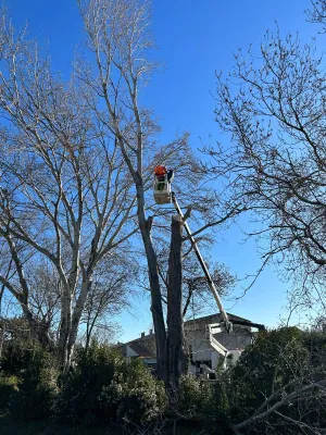 Abattage d'un arbre dangereux dans les Bouches du Rhône par un élagueur grimpeur