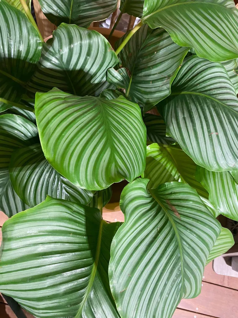 VÉGÉTAUX D'INTÉRIEUR