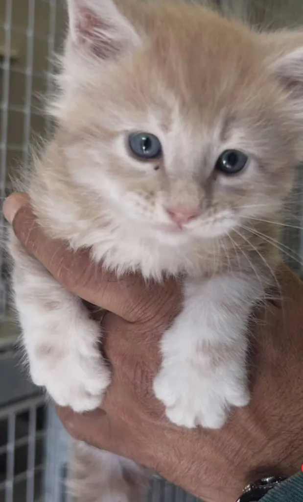 Chatons à réserver – Portée du 16 avril 2026 (1 mâle roux, 4 femelles écaille et crème)