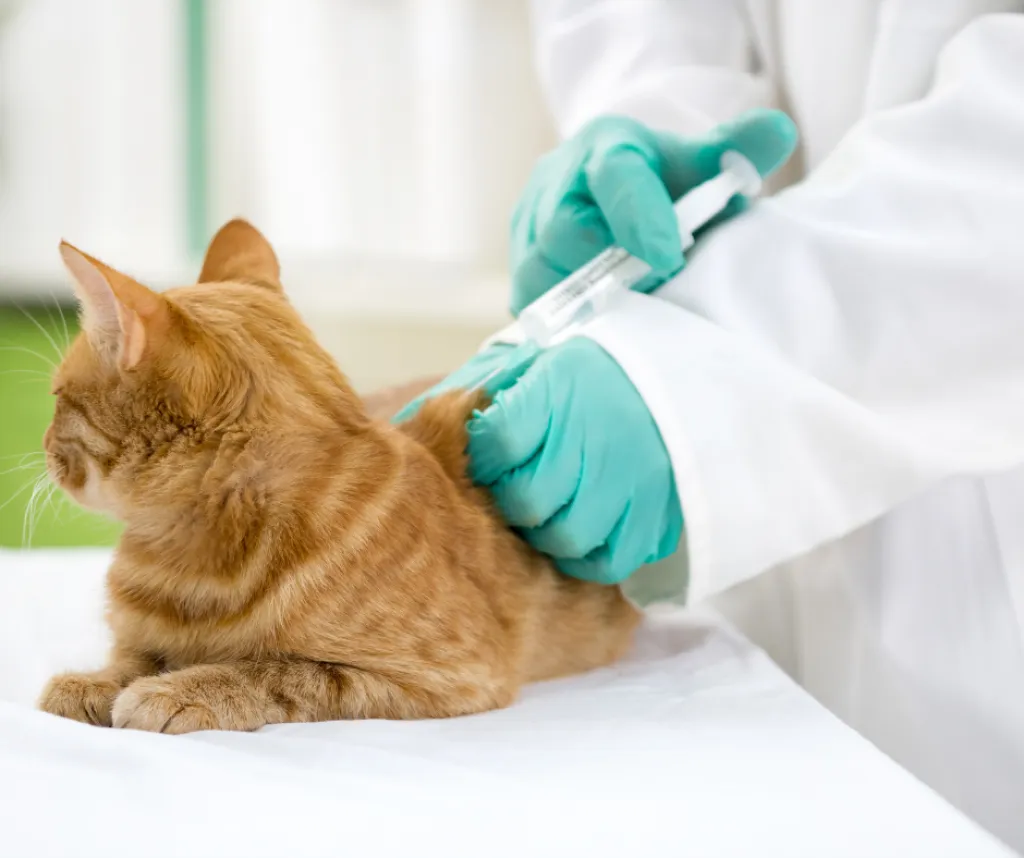 TOUT SAVOIR SUR LA VACCINATION POUR MON CHAT ET MON CHIEN