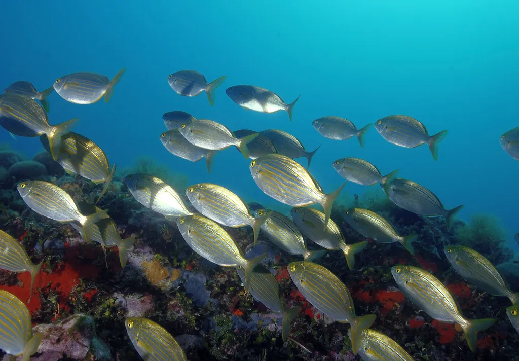 Découvrez European Diving School, votre clubs de plongée à Saint-Tropez et Hyères !