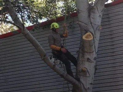 Abattage d'arbres contre un bâtiment industriel sur Avignon