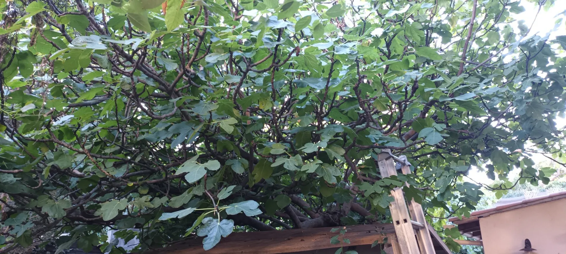 Élagage d'un acacia et d'un figuier à Marseille 13007