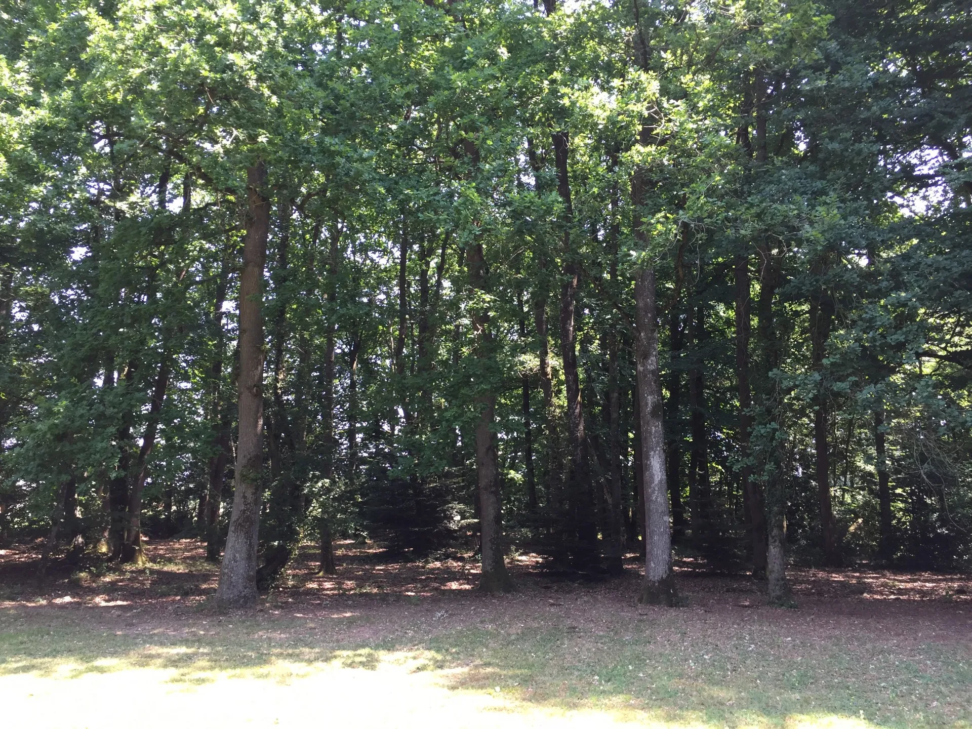 Maison proche de Lisieux avec 3 hectares, un étang et un bois