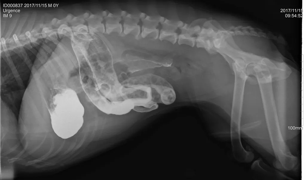 radiographie chien La Seyne sur mer