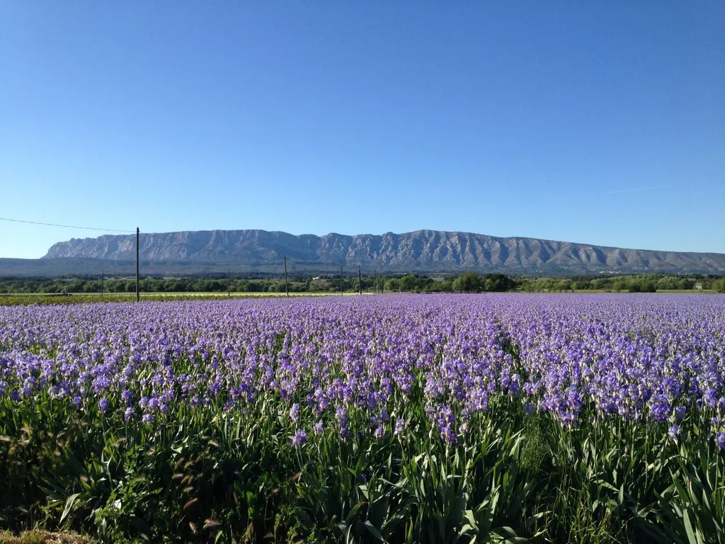 Paysagiste et entretien de jardins à Trets, Peynier, Rousset et Fuveau : Les Jardins de Romain
