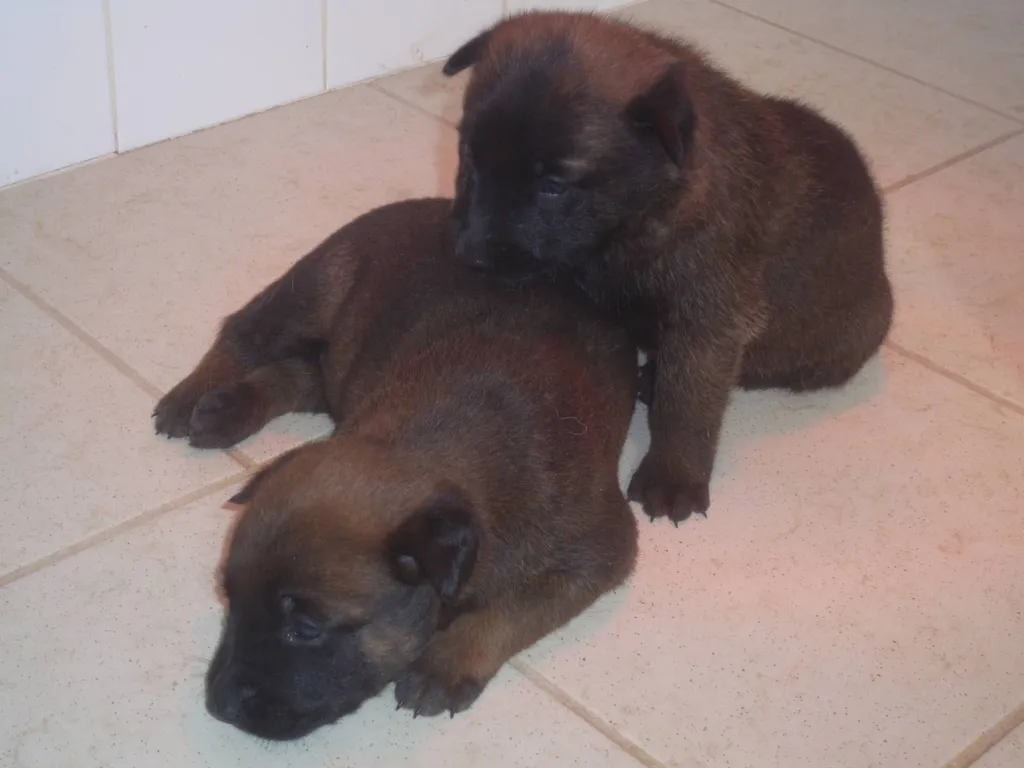 CHIOTS DE RACE BERGER BELGE MALINOIS INSCRIT AU LOF A AVIGNON DANS LE VAUCLUSE