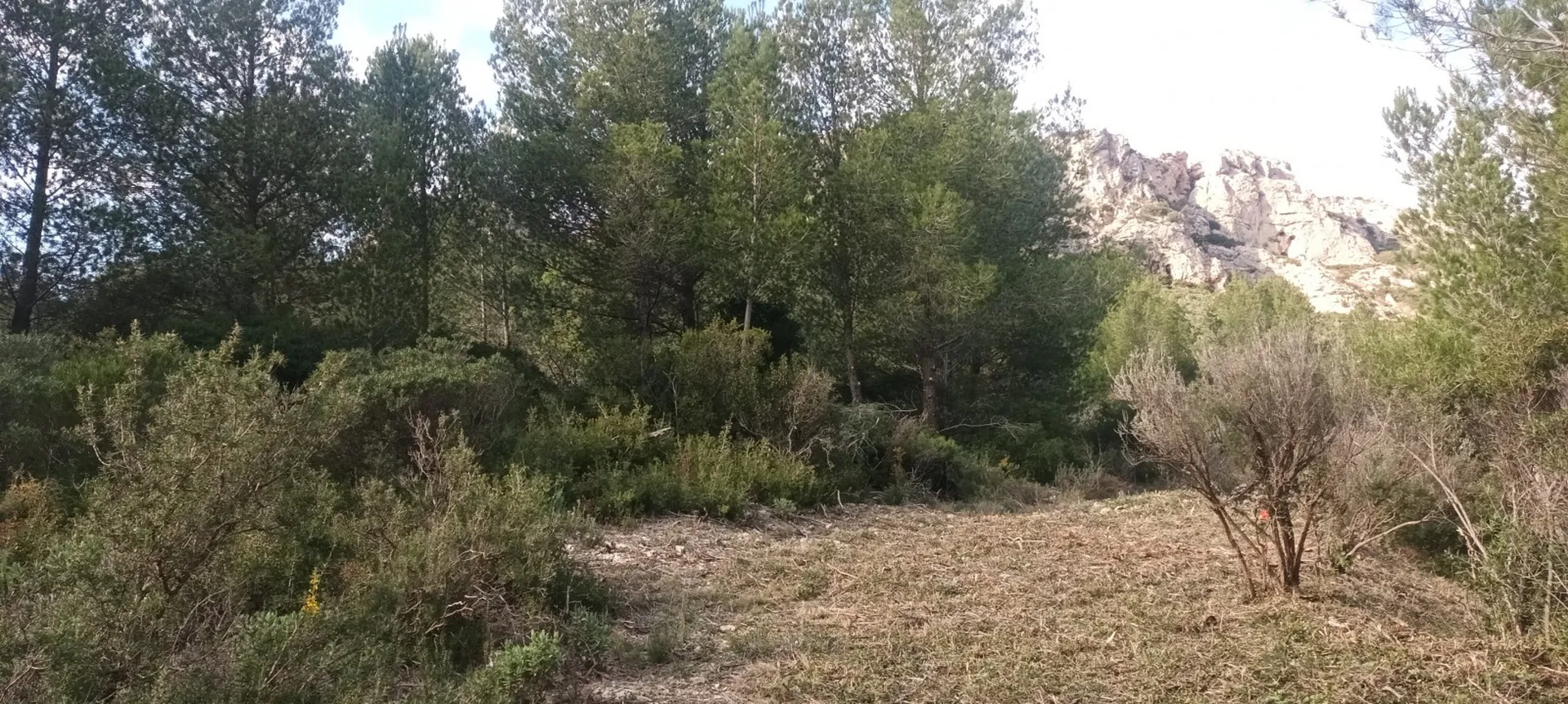 tarif pour débroussaillage obligatoire marseille