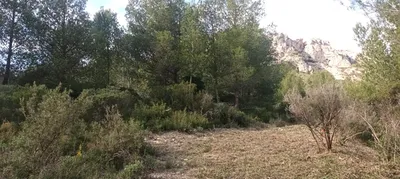 tarif pour débroussaillage obligatoire marseille