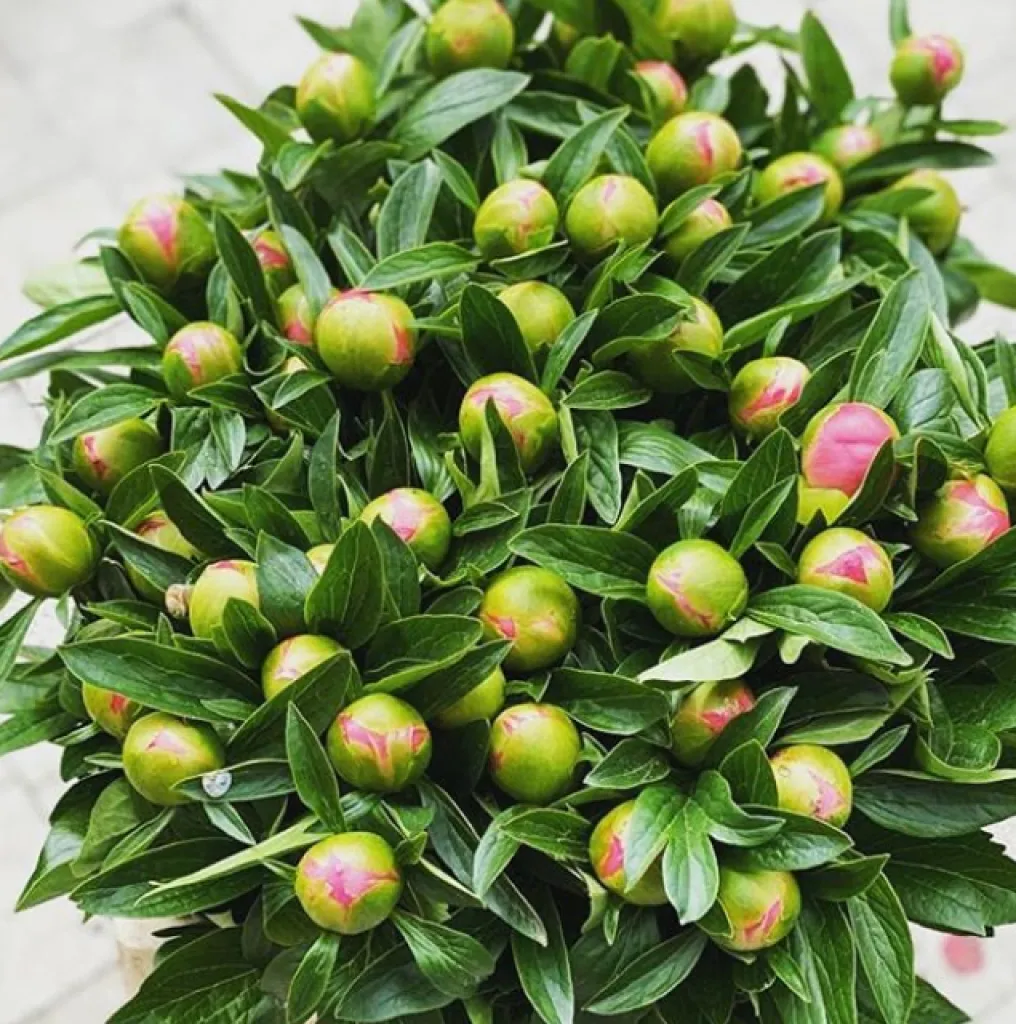 Acheter des pivoines