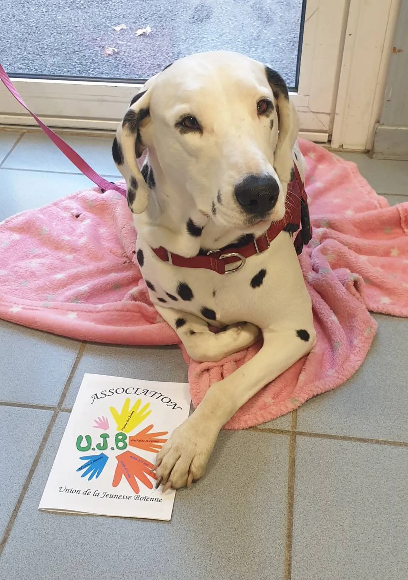 dalmatienne Perdita