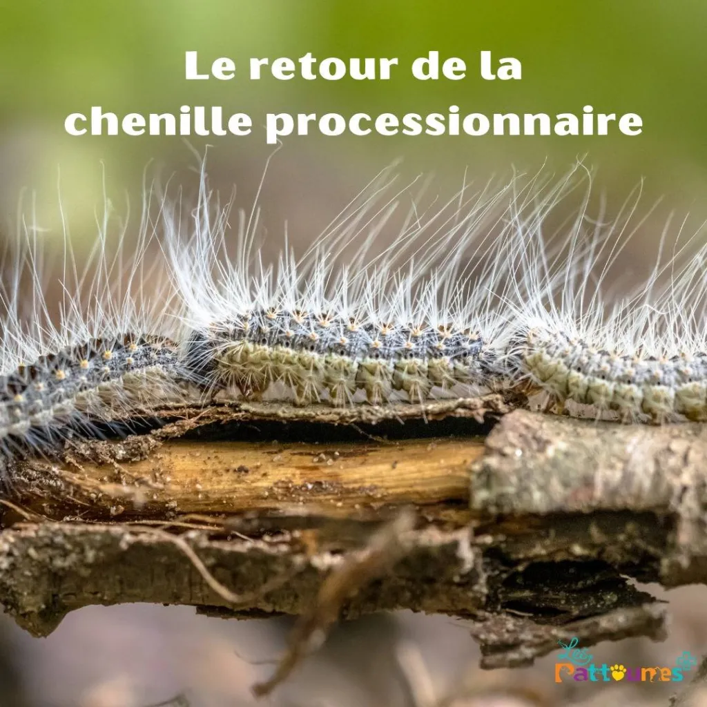 chenilles processionnaires toulon