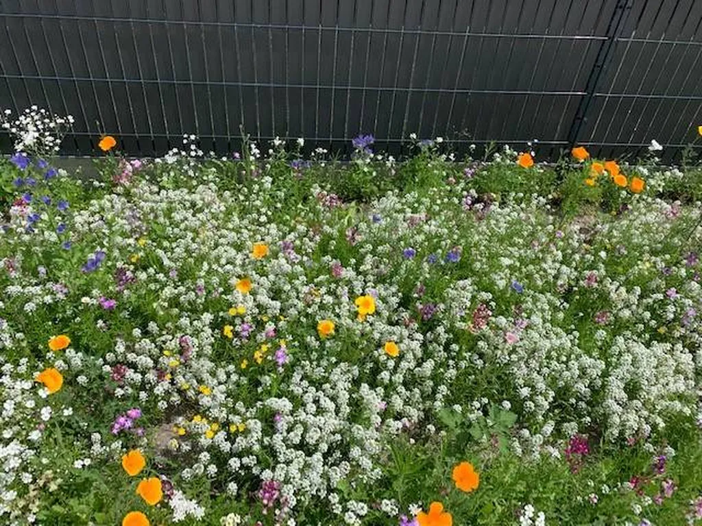 Créer et entretenir une prairie fleurie de qualité dans mon jardin situé dans les Landes
