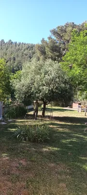 Taille d oliviers à Vaufreges 9ème à Marseille. 
