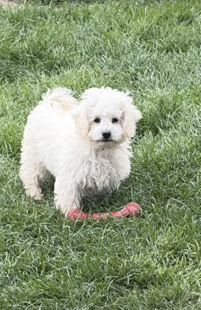 chiot mâle bichon