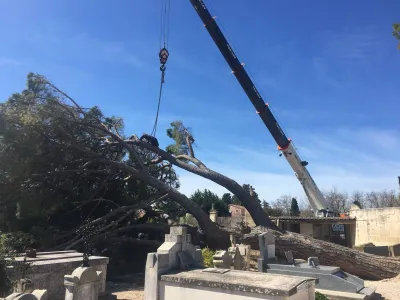 Abattage d'un arbre penché dans le Gard
