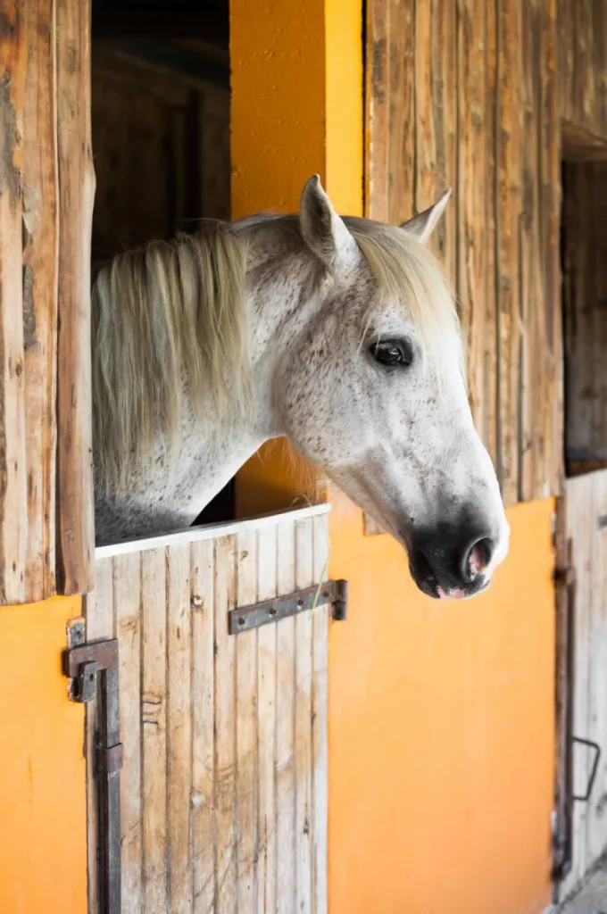 cheval en box
