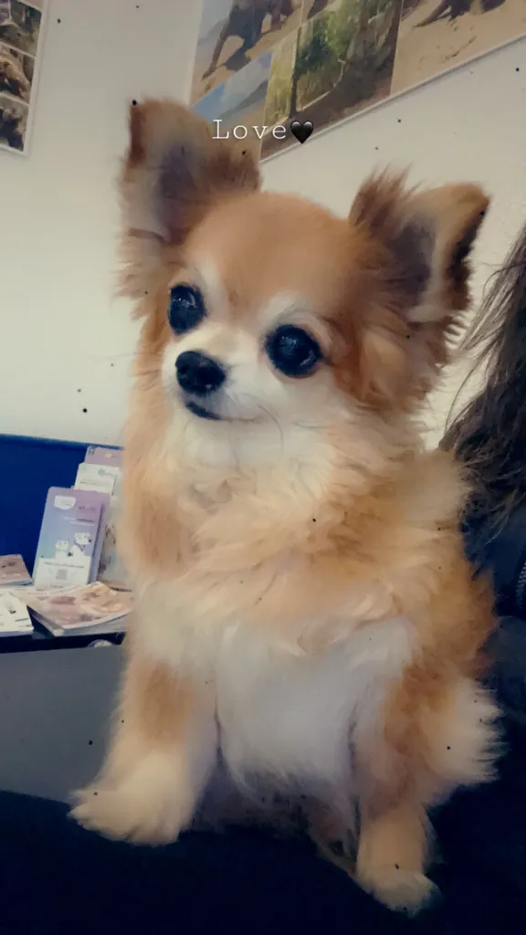 Communication animale urgente en région Rhone alpes