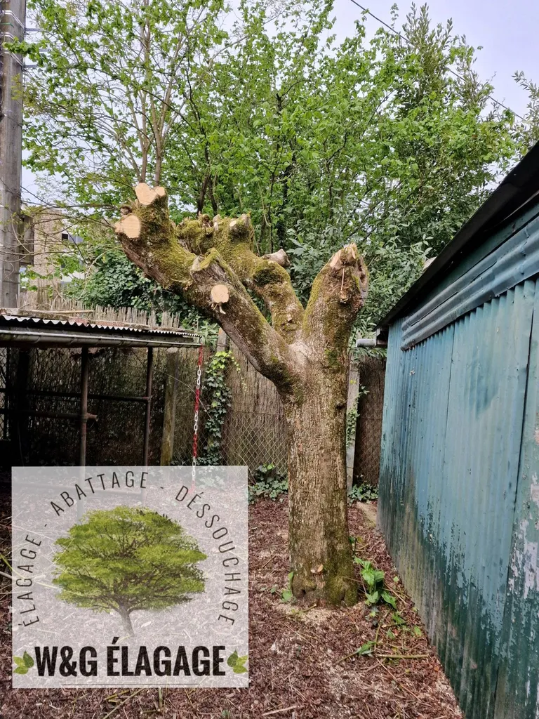 Abattage d'arbre et rognage de la souche de l'arbre a Arsac avec des Élagueur professionnels de Arsac 