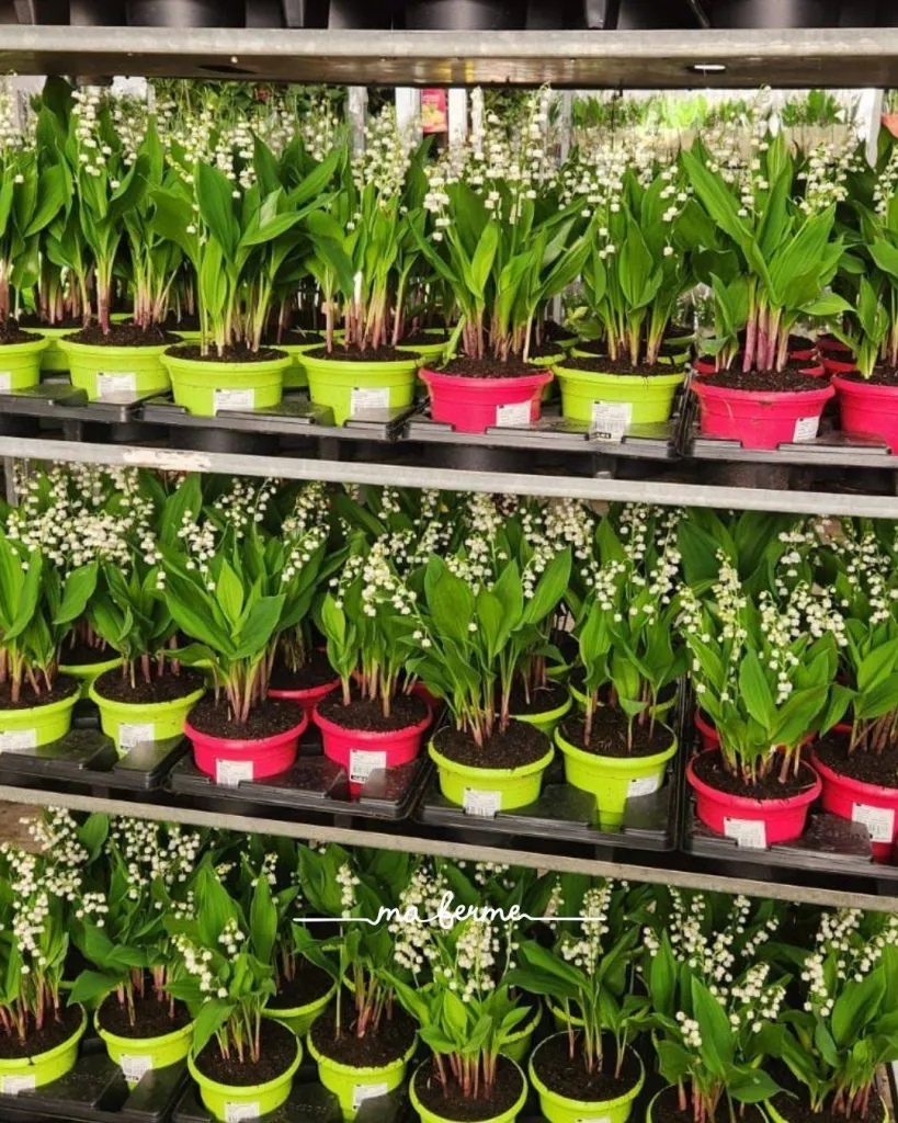 muguet a aix en provence