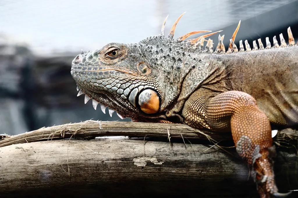 Vétérinaire Iguane à La Joliette : Soins Métaboliques et Santé des Reptiles à Marseille 2e