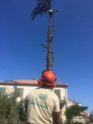 Ébranchage d'un cèdre bleu dans le Vaucluse