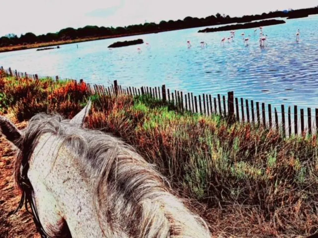 Ranch en Camargue et balades à cheval : El Rancho
