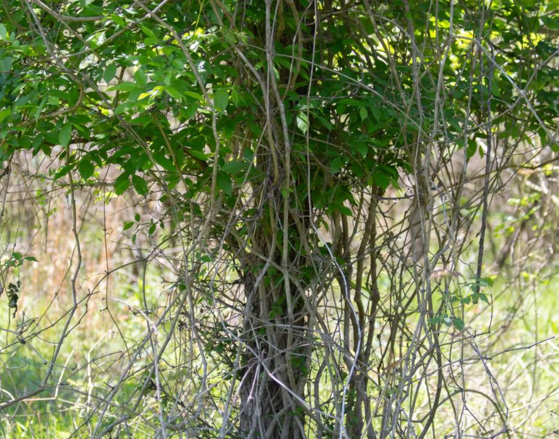 Entreprise de débroussaillage forestier à Avignon dans le Vaucluse
