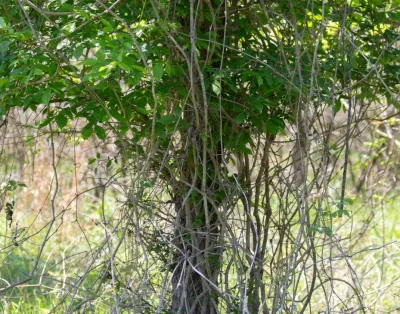 Entreprise de débroussaillage forestier à Avignon dans le Vaucluse