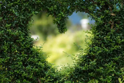 Jardinier pour taille des arbustes d'ornement à Avignon dans le Vaucluse