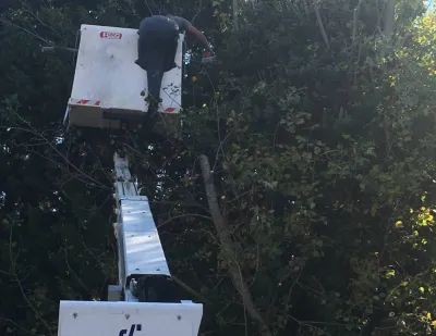 élagueurs professionnels à Avignon pour tailler des arbres vers des lignes électriques
