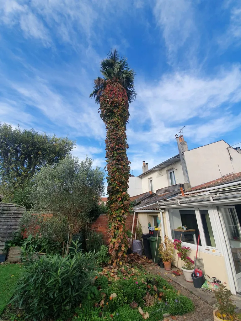 Abattage d'arbre palmier avec un élaguer professionnel a Talence près de bordeaux