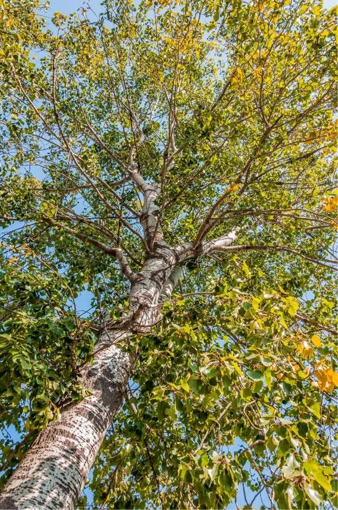 Carré Vert, entreprise professionnelle d'élagage, offre des services soignés pour des espaces extérieurs parfaitement entretenus au domaine de Pont Royal à Mallemort, 13370