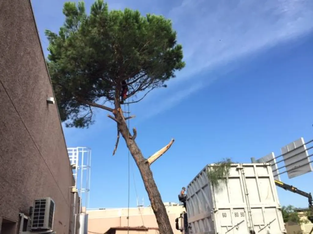 Abattage de pins au Centre commercial de Cap Sud