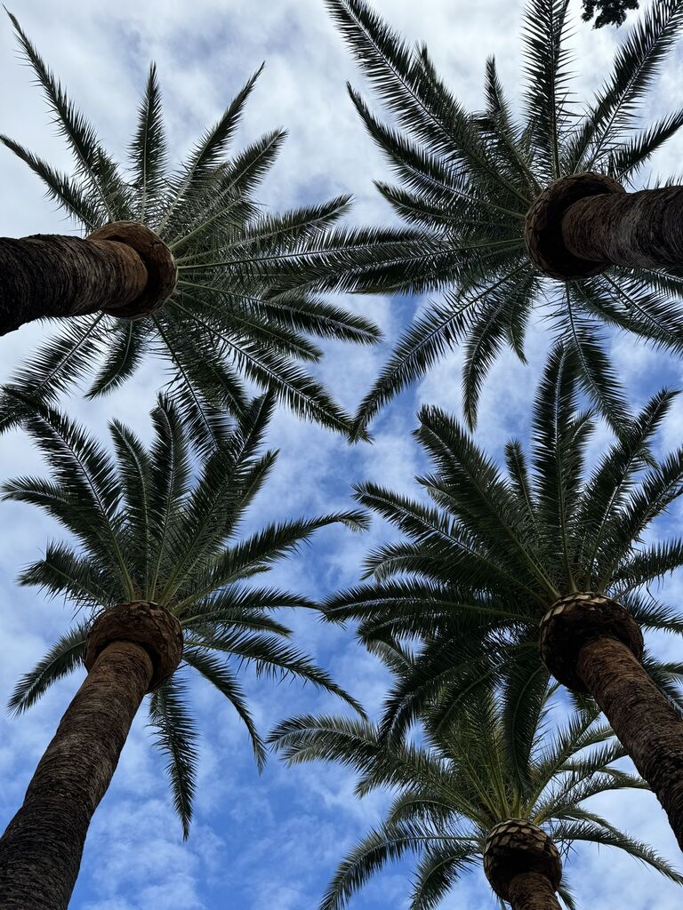 Elagage de palmiers phoenix de grande taille dans une villa à Toulon