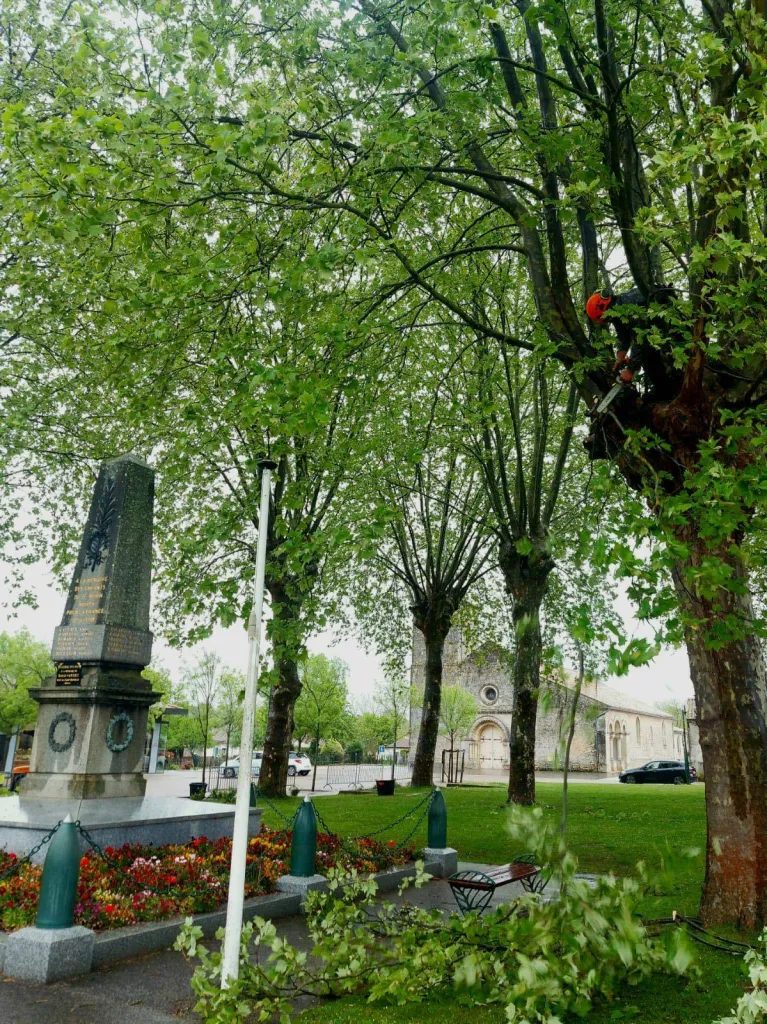 Elagage de platanes à Saint Aubin de Médoc