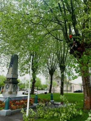 Elagage de platanes à Saint Aubin de Médoc