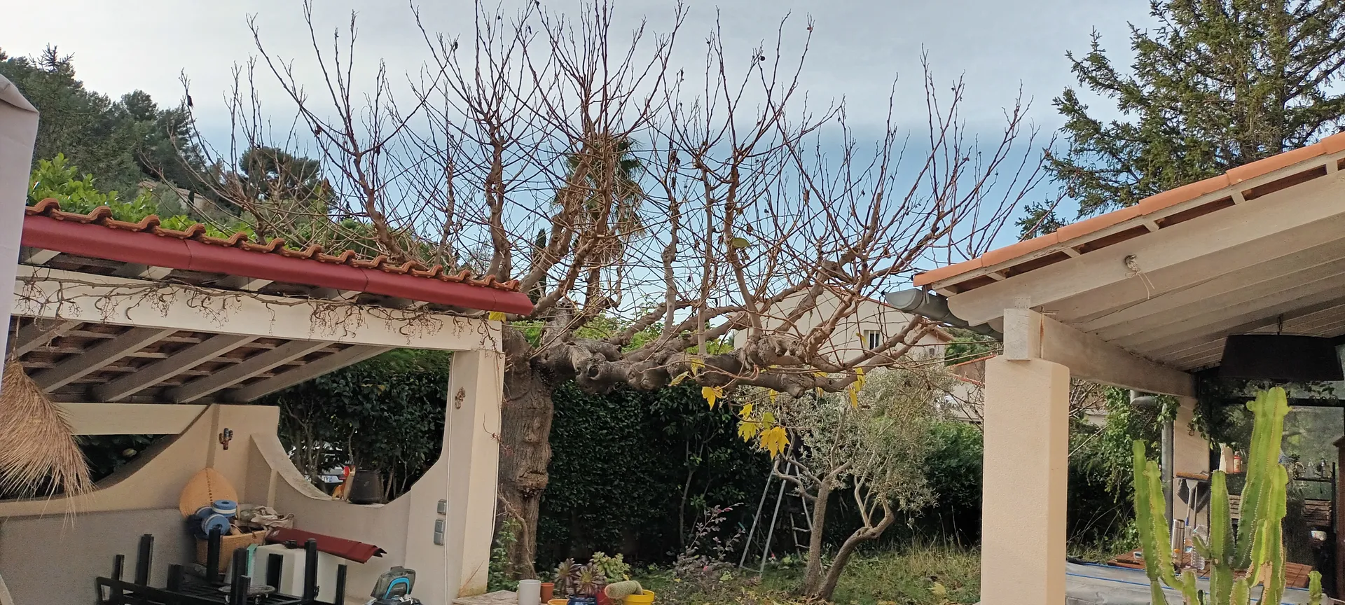 Taille d'un jardin à vaufreges 9ème à Marseille. 