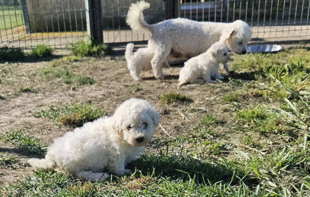 chiot bichon