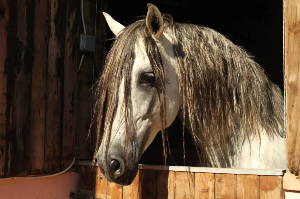 Pension de chevaux à l'année au Grau-Du-Roi