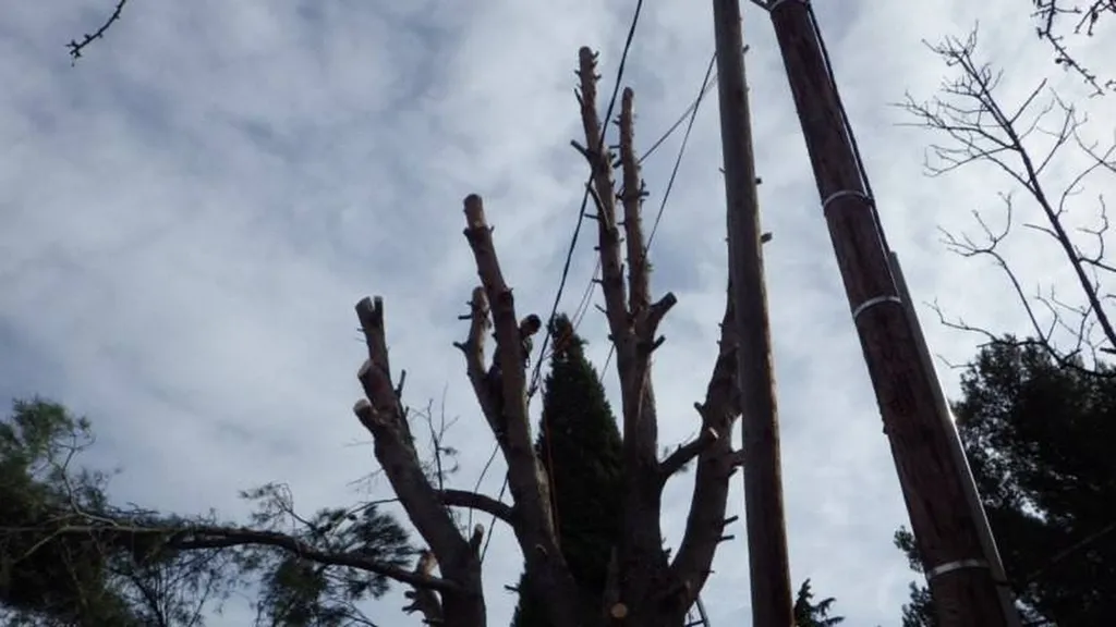 Abattage d'un gros Pin dangereux