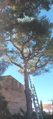 Élagage de pins dans le 8ème à la pointe rouge à Marseille. 