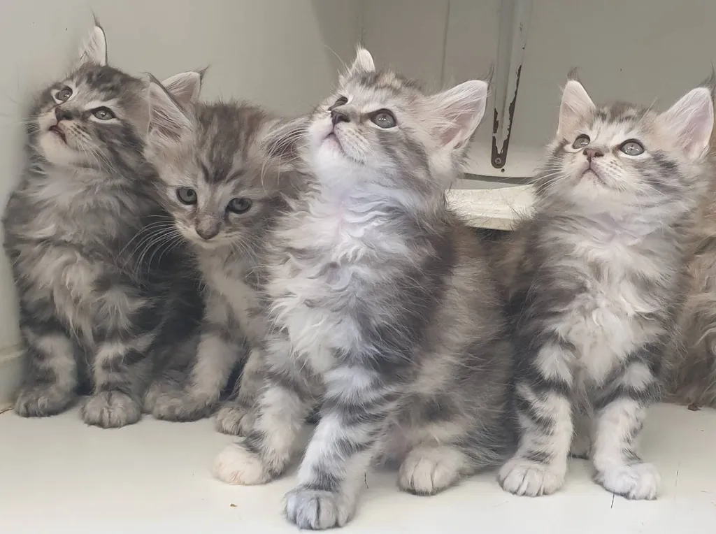 Chats MAINE COON à vendre dans le Vaucluse