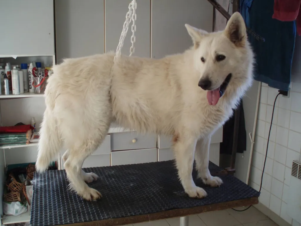 Toilettage pour Berger Blanc Suisse à Avignon
