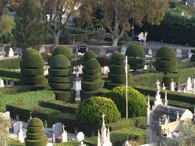 Carré Vert, paysagiste expert, réalise la taille de vos ifs à Saint-Rémy-de-Provence, 13210, pour garantir un entretien précis et un jardin soigné