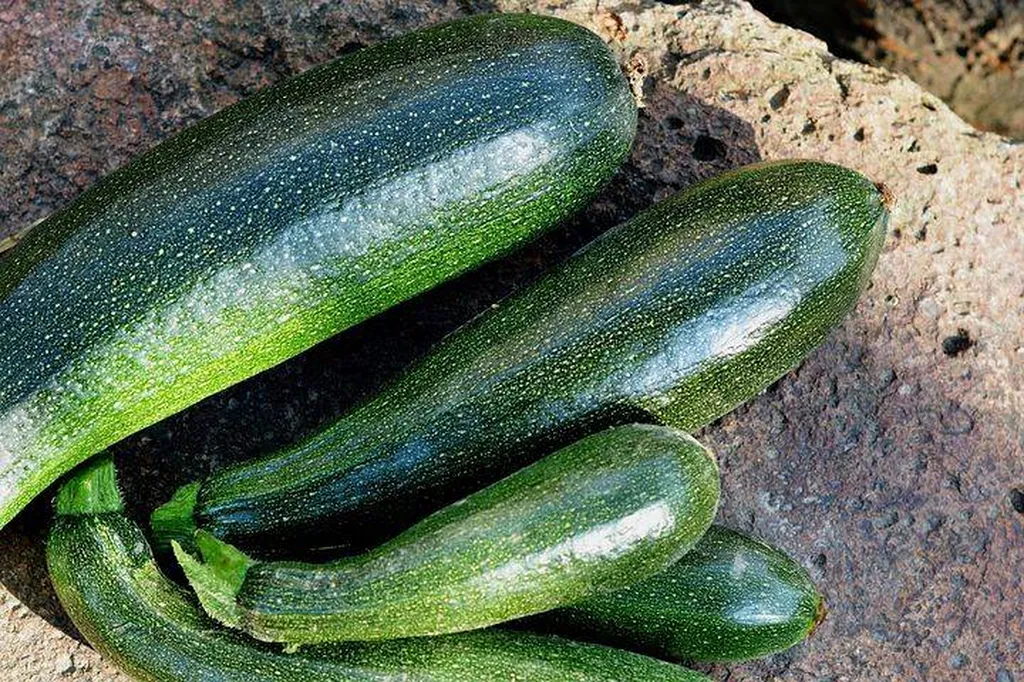 Livraison de Courgettes Vrac produites en Provence à Marseille en point relais