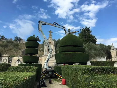 Taille des ifs centenaires au cimetière d'Eyguières 13430 dans les Alpilles, réalisée par Carré Vert, pour préserver la beauté et l'intégrité de ce patrimoine végétal