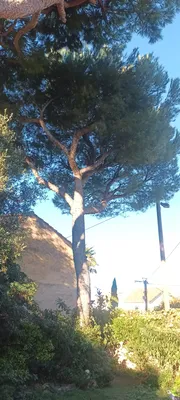 Élagage de pins dans le 8ème à la pointe rouge à Marseille. 