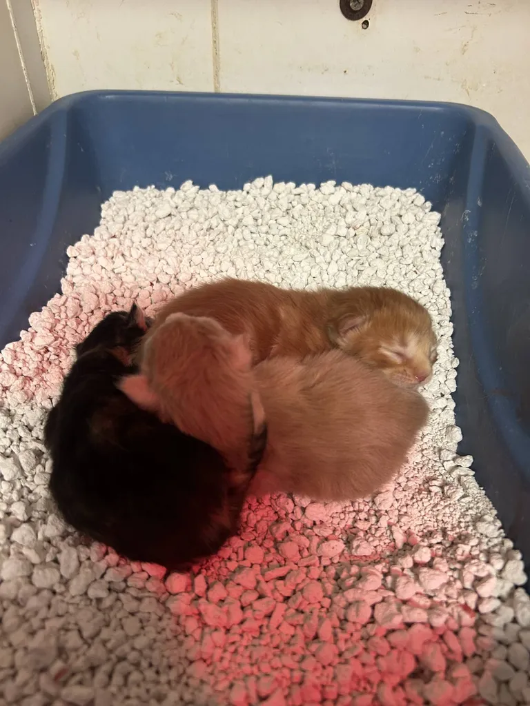 VENTE chatons Mâles et femelles MAÏNE COON LOOF Avignon Vaucluse PACA