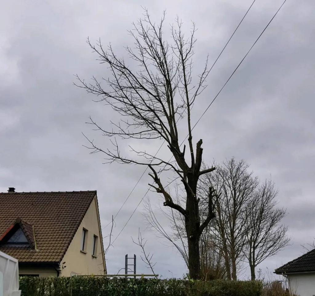 Intervention délicate pour l'élagage d'un arbre au dessus de cables électriques au Bouscat près de Bordeaux